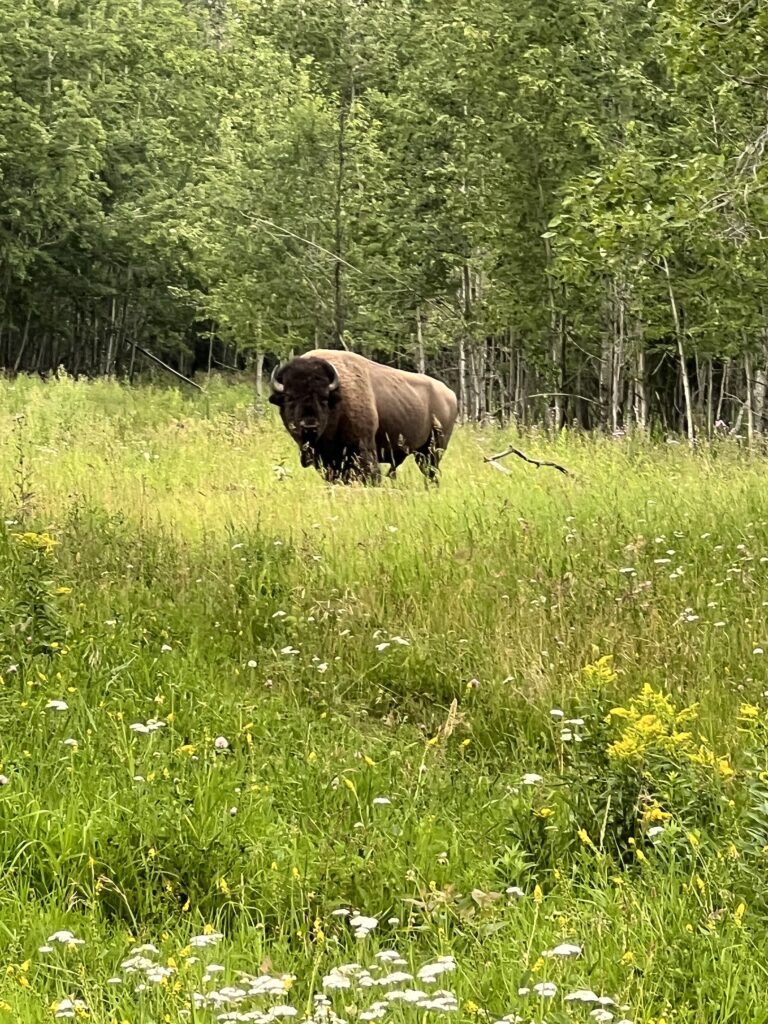 Un bison!